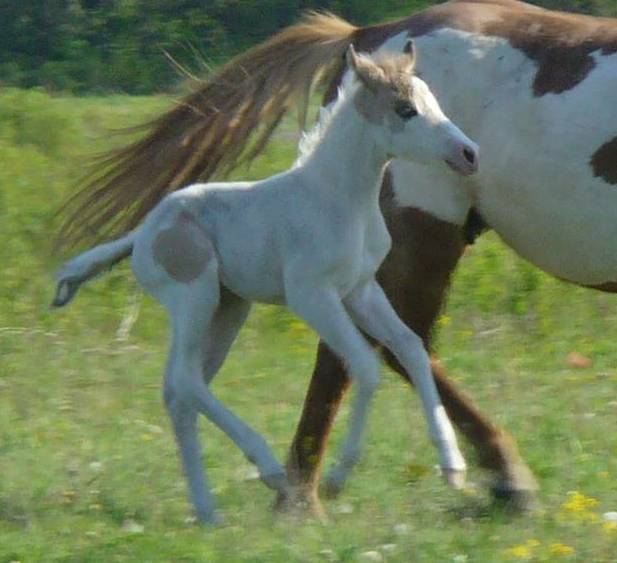 pics of baby horses